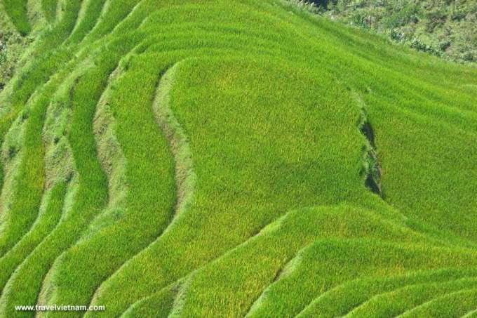 Green terraced field in Bac Ha
