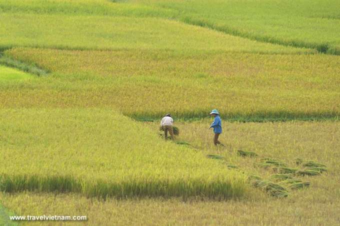 Harvesting rice in Dien Bien