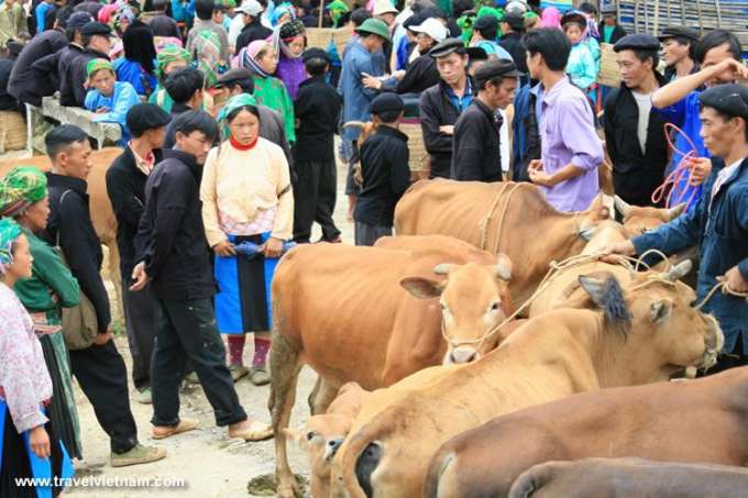 Cow market in Ha Giang
