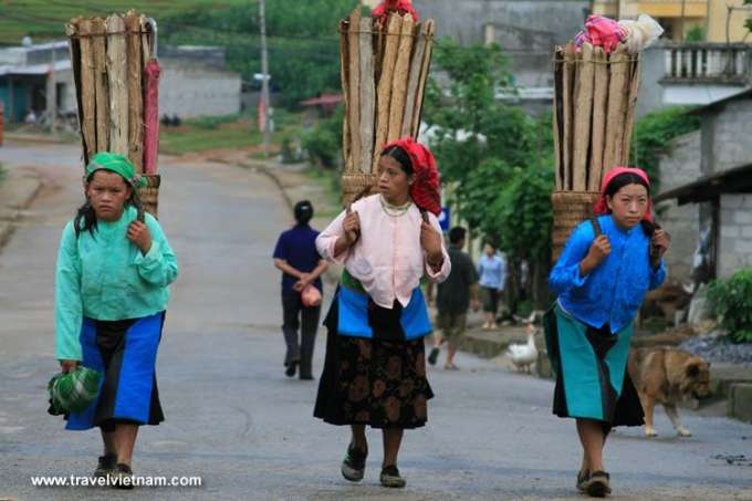 Local women carrying wood on her back