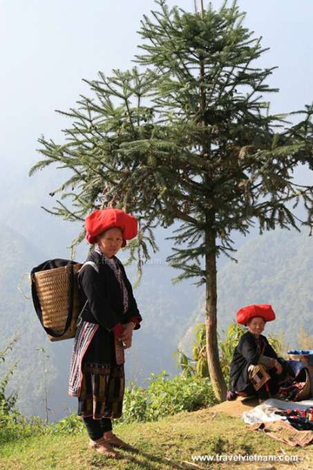 Ethnic women and the pine tree