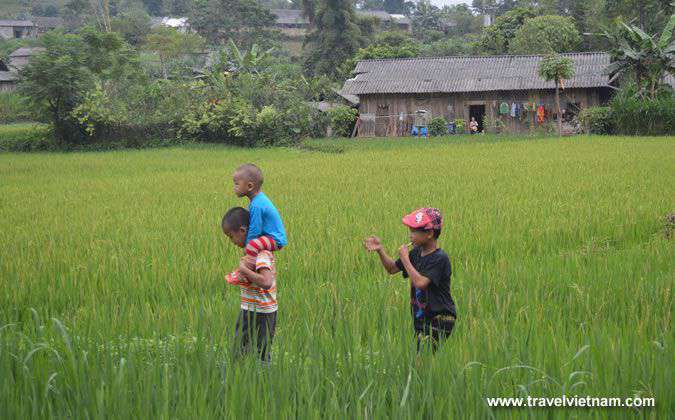 Kids on the rice paddy field