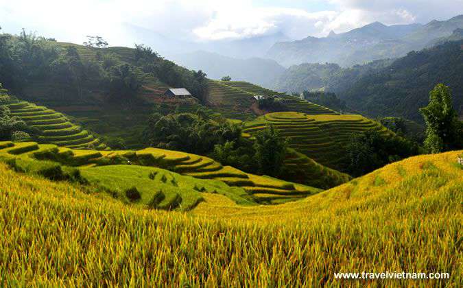 Ripe rice season in Northern Vietnam