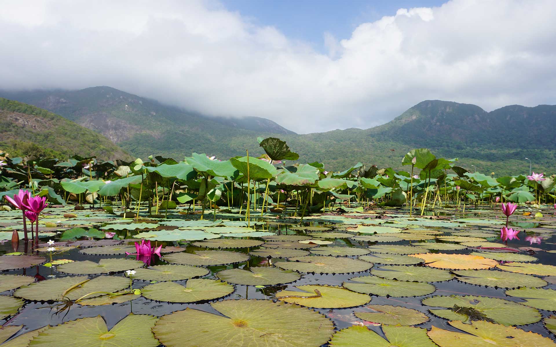 lotus on an hai lake con dao island