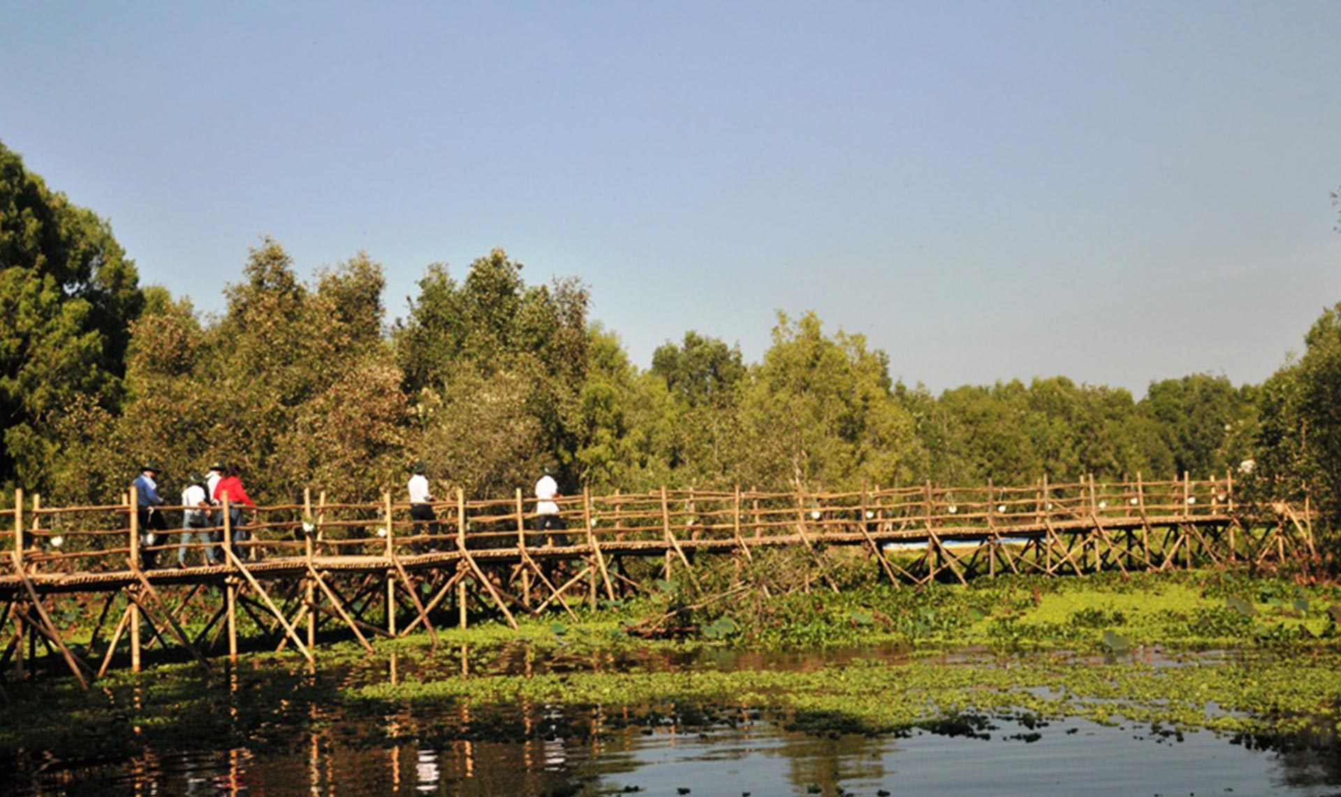 tranquil view of Tra Su bamboo bridge