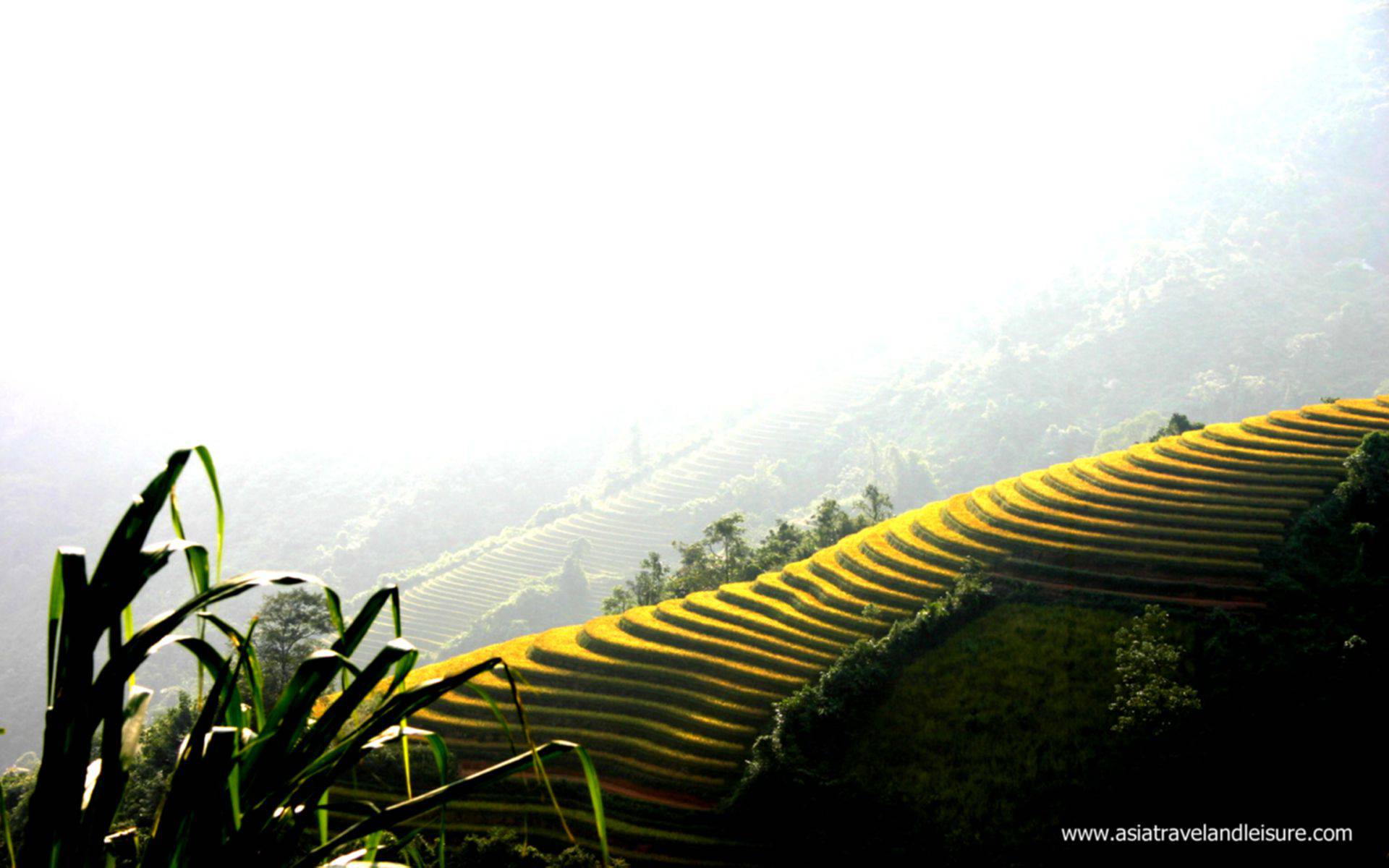 Rice terraces in Sapa