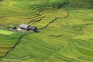 Green terraced field in Bac Ha