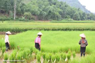 Harvesting in Dien Bien