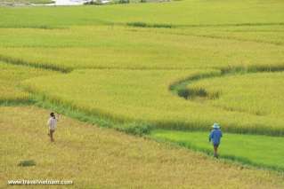 Dien Bien in golden rice season