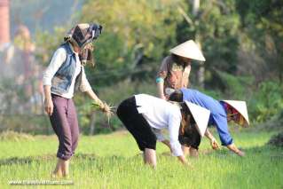 Planting for the new crop