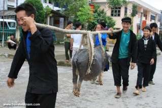 Black pig in Ha Giang