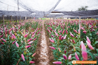 Tay Tuu Flower Field