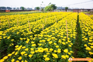 Tay Tuu flower field_11