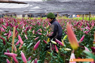 Tay Tuu flower field_1