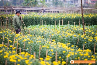 Tay Tuu Flower Field