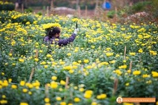 Tay Tuu flower field_22