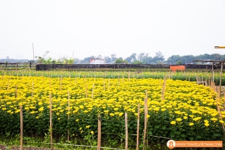 Tay Tuu flower field_2