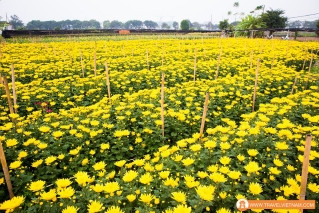 Tay Tuu flower field_3