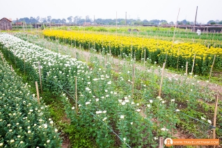 Tay Tuu flower field_5