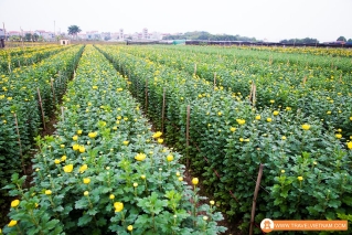 Tay Tuu flower field_6