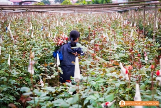 Tay Tuu flower field_7