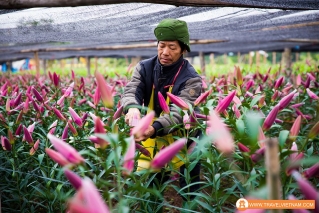 Tay Tuu flower field_9