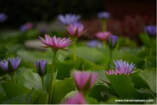 Water lily