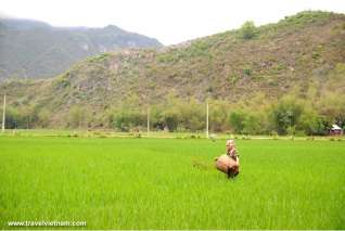 Rice paddy field in Mai Chau