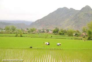 Transplanting rice in Mai Chau