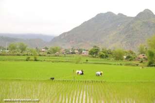 Mai Chau