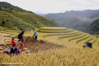 Harvesting rice on terrace field