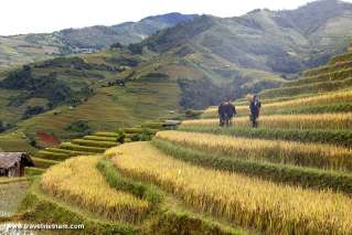 Ripe rice season in Mu Cang Chai