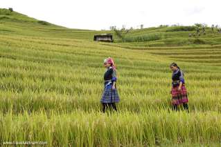 Mu Cang Chai, Vietnam