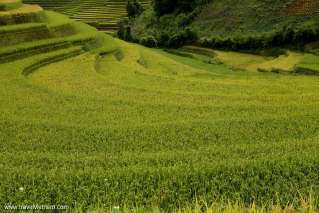 Picturesque view of terrace field