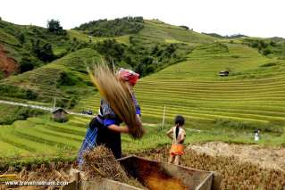 Mu Cang Chai, Vietnam