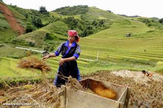 Harvesting rice on terrace field