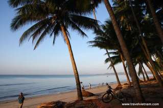 Coconut forest on Mui Ne beach