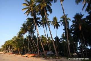 Coconut forest on Mui Ne beach