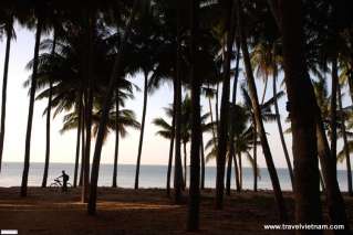 Coconut forest on Mui Ne beach