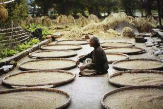 Drying paddy after harvest