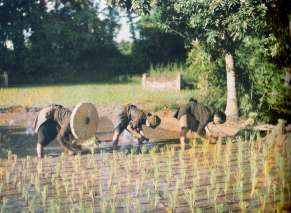 Rice planting