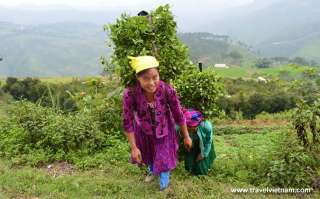 Harvesting vegetable 