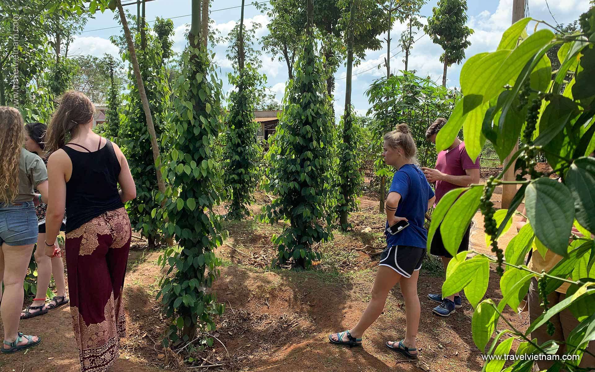 Visiting pepper farm coffee farm