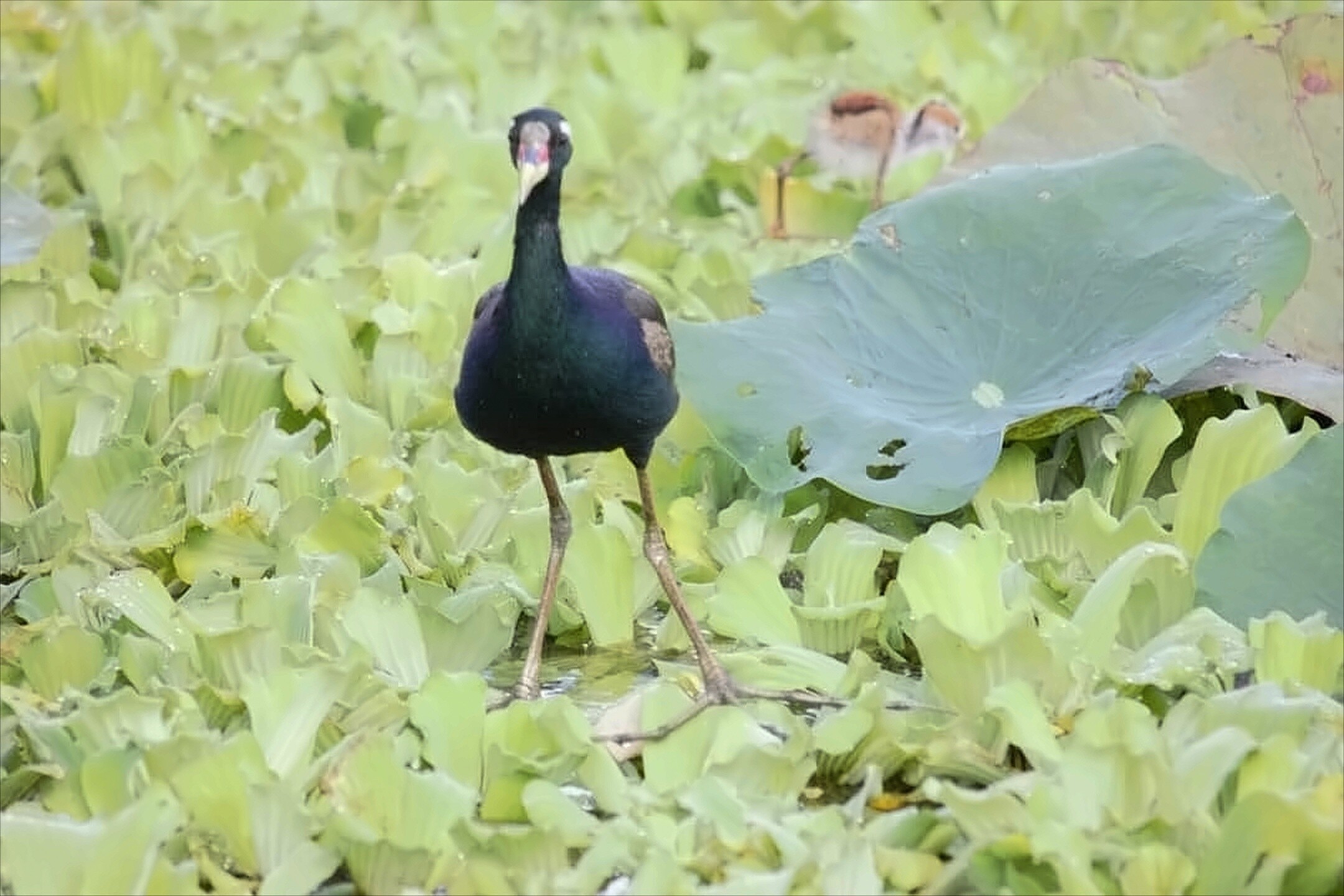 Tra Su Bird Sanctuary