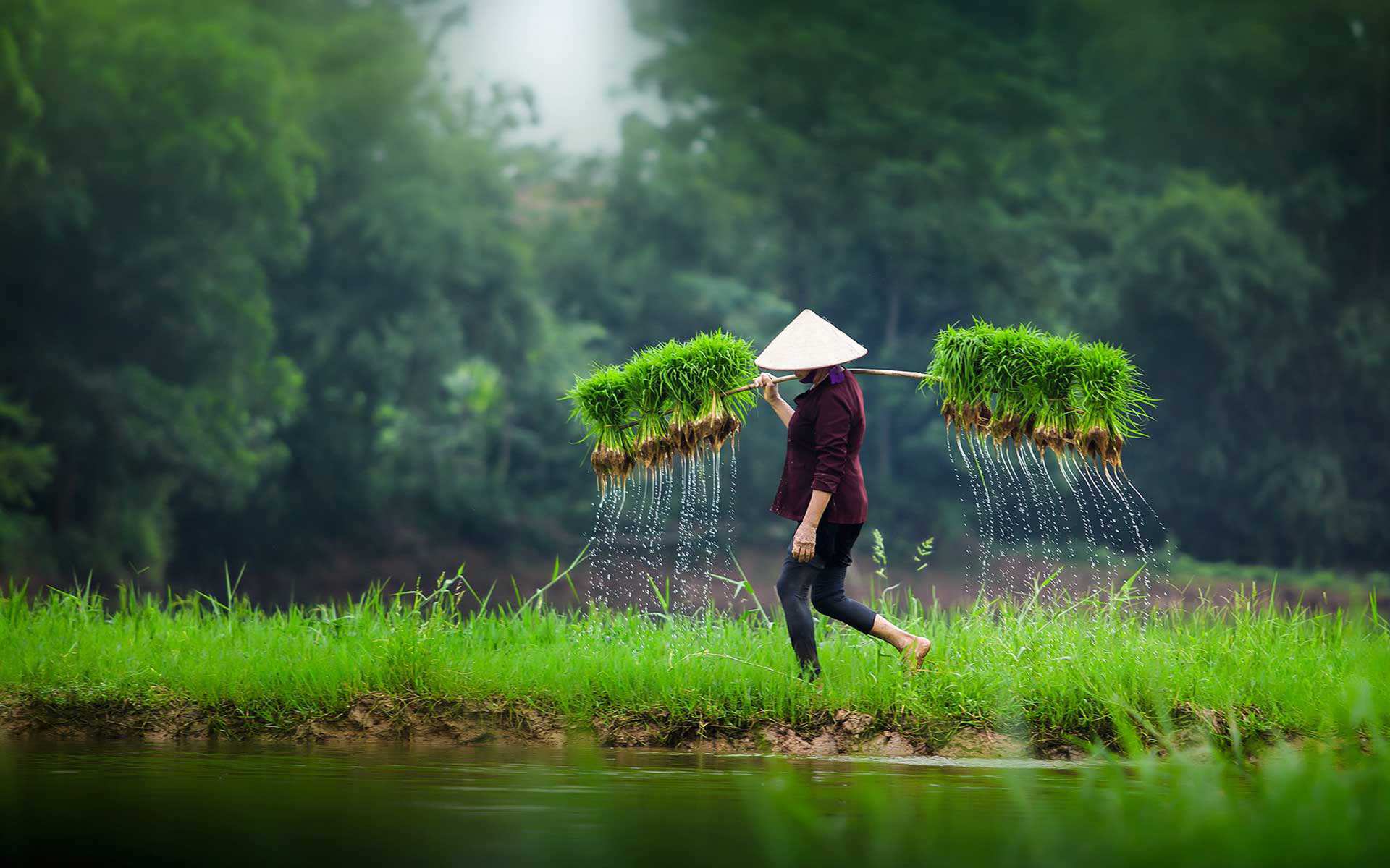 Countryside of Vietnam -7