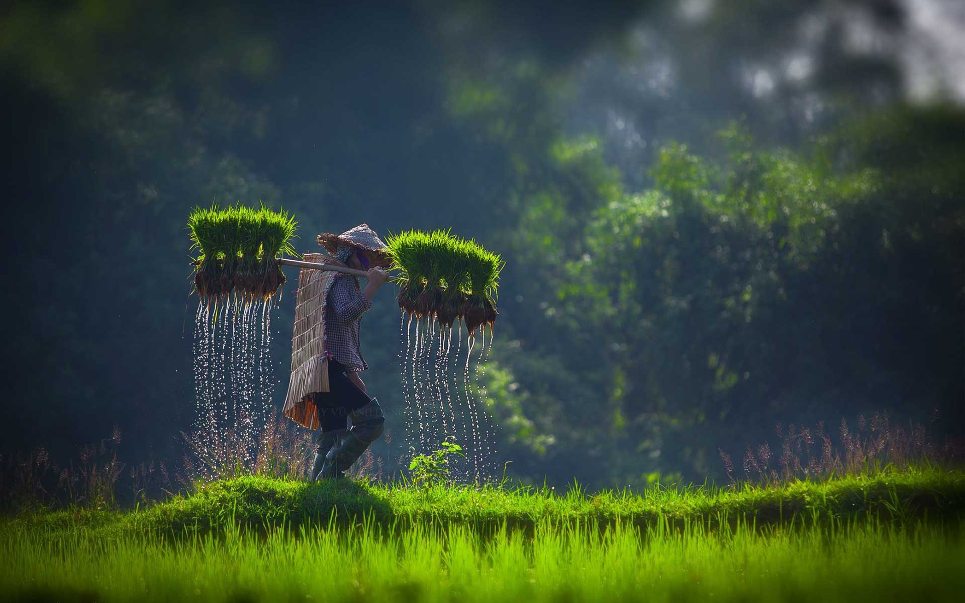 Countryside of Vietnam