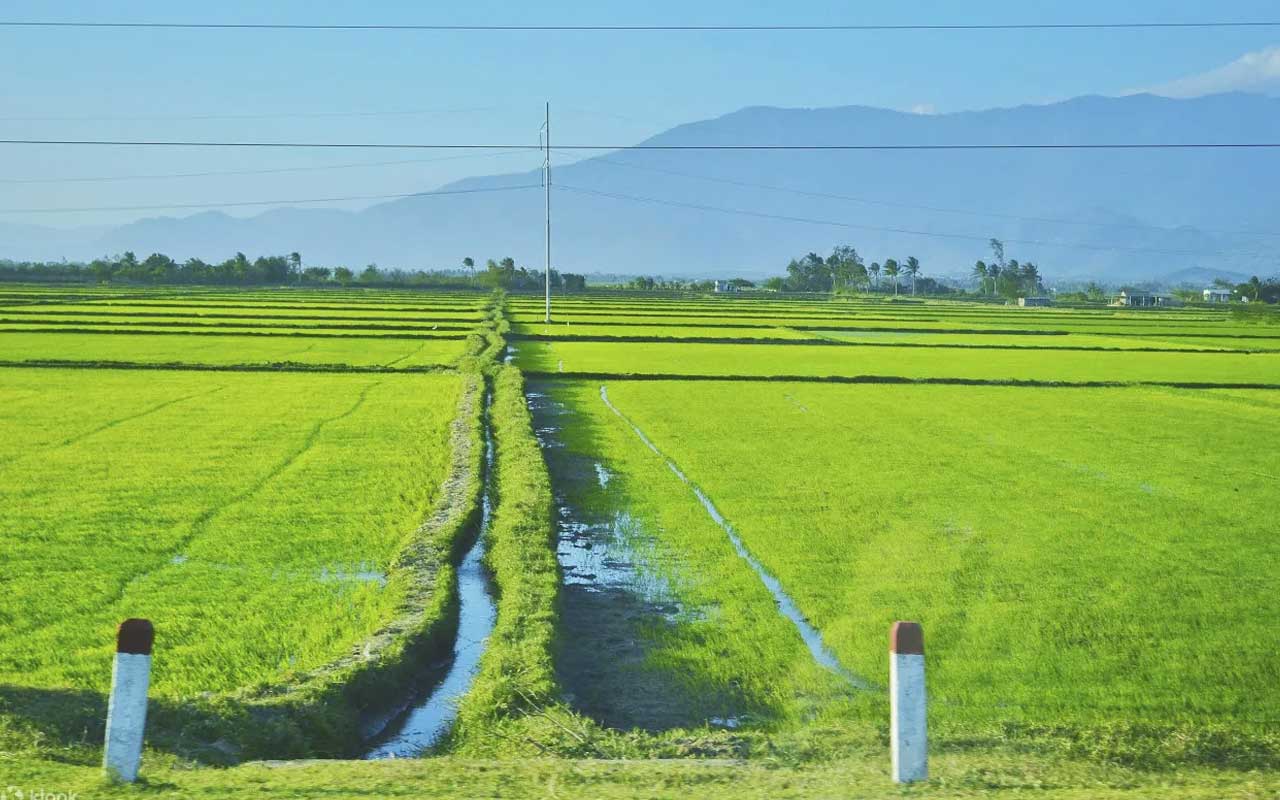 rice field in nha trang