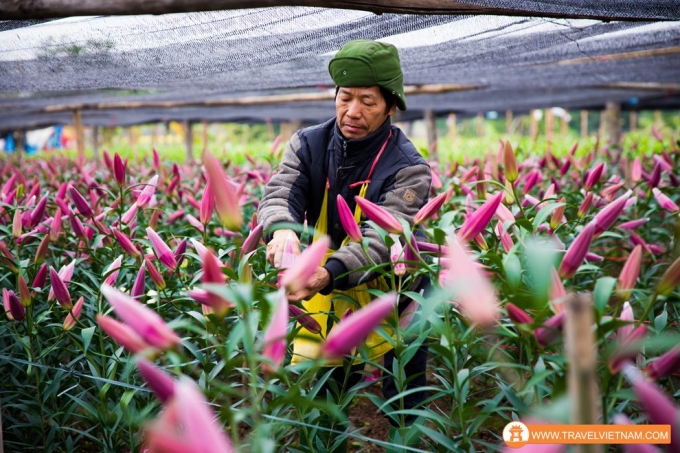 Tay Tuu flower field_9