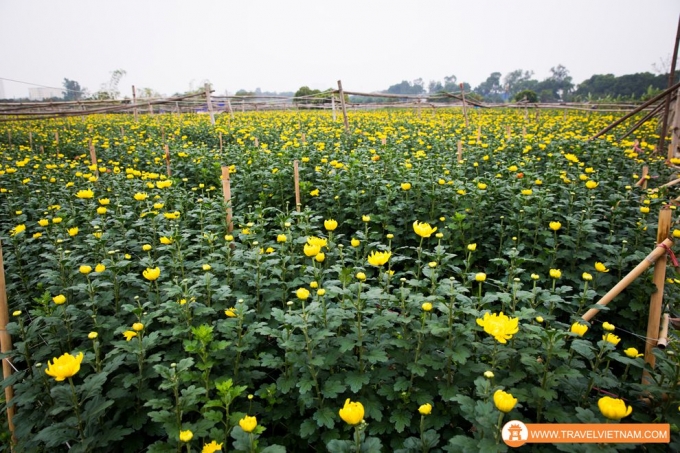 Tay Tuu flower field_14