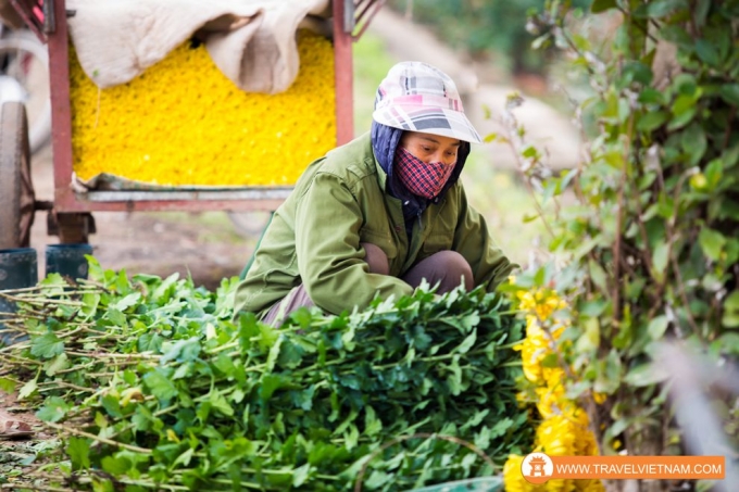 Tay Tuu flower field_15